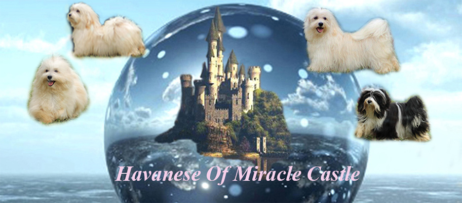 Havanese Of Miracle Castle kennel