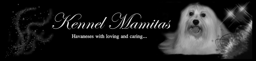 Kennel Mamitas - Havaneses with loving and caring...