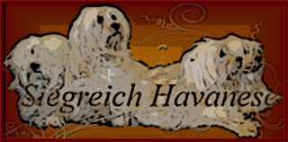 Siegreich Havanese