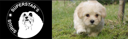 Sirius Superstar's Havanese kennel