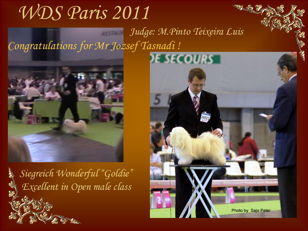 Siegreich Wonderful "Goldie" Excellent at WDS Paris 2011